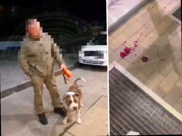 В Сочи мужчина позволил своему стаффордширу нападать на бездомного пса
