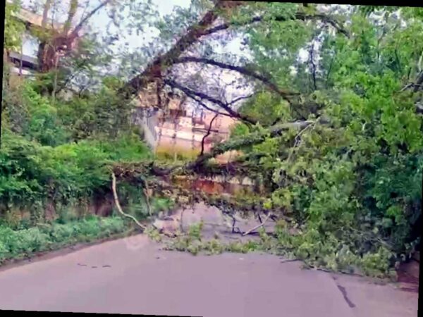 В Сочи упало дерево, повредив газопровод и перекрыв дорогу
