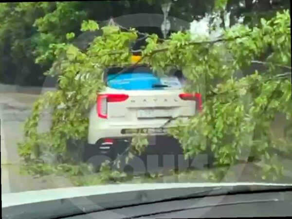 В Дагомысе в Сочи дерево упало на автомобиль