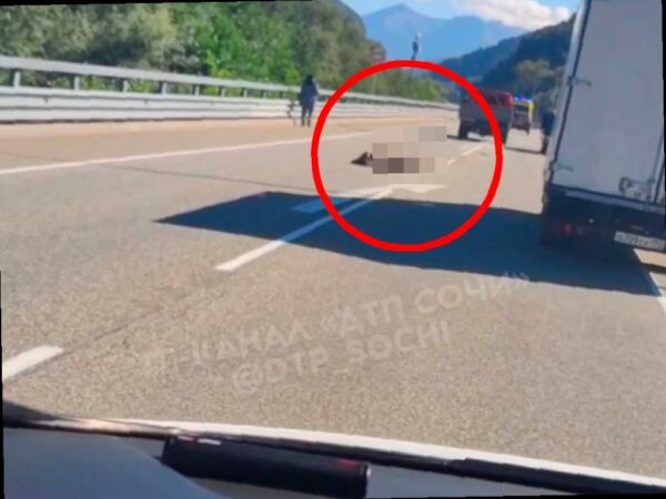Водителя, сбившего медвежонка на трассе в Сочи, ожидает штраф