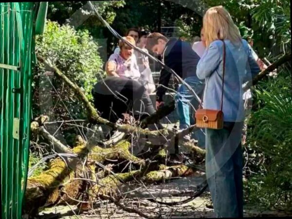 В Сочи женщина чуть не пострадала от падающего дерева