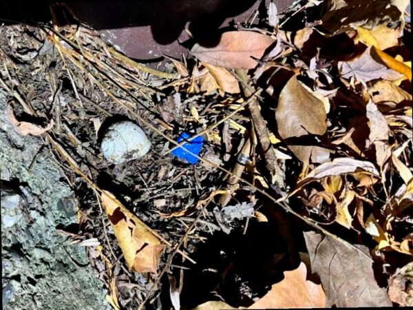 В Сочи задержан наркокурьер из Ростова