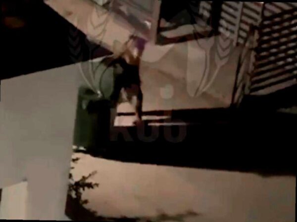 Медведь в Сочи «угнал» мусорный контейнер