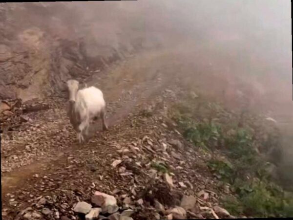 Дикая корова встретила туристов в Сочи