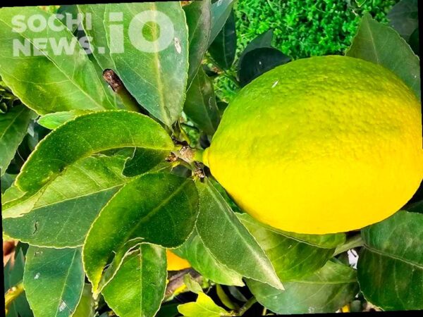 В Сочи обнаружена вспышка средиземноморской плодовой мухи