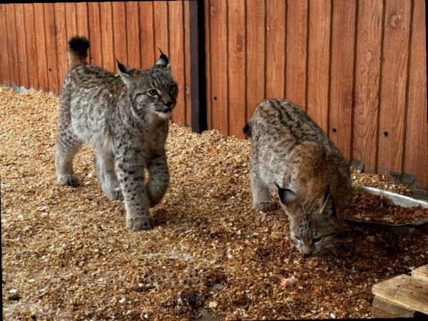 В вольерном комплексе «Лаура» Кавказского заповедника поселились двое милых рысят