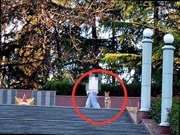 Депутат ЗСК обсудил проблему выгула собак в мемориальном комплексе в Сочи