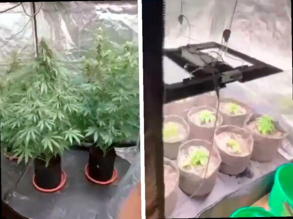 В Сочи обнаружена плантация конопли в квартире приезжего