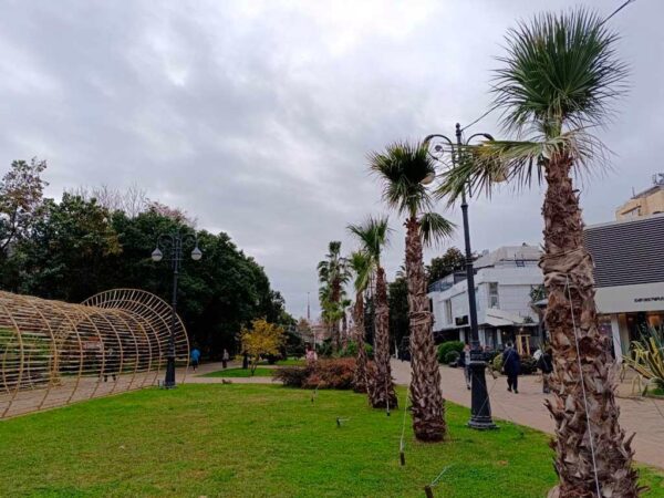 В Сочи готовятся к зиме: как укрыть пальмы и экзотические растения