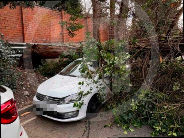В Сочи кипарис упал на автомобиль