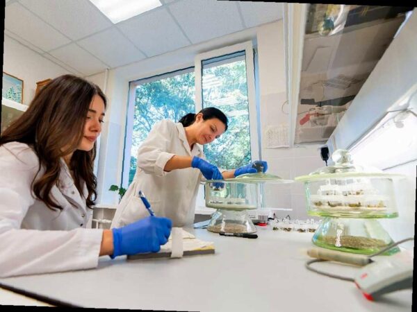 В Сочи созданы новые морозостойкие сорта чая