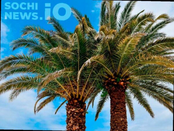 В России могут создать комиссию по защите пальм в Сочи