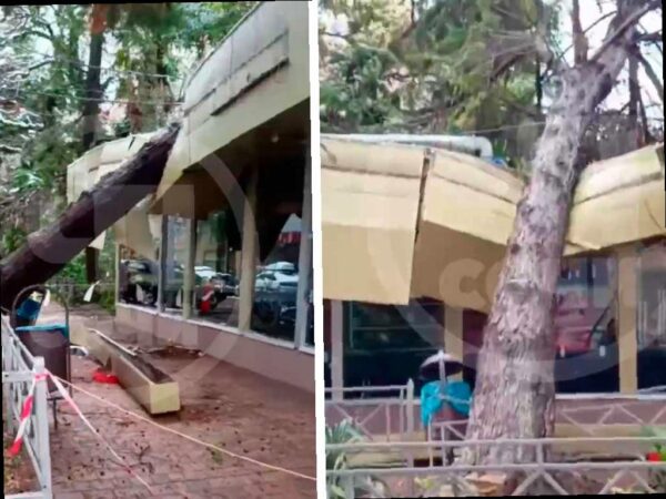 Более 430 деревьев упали в Сочи из-за непогоды