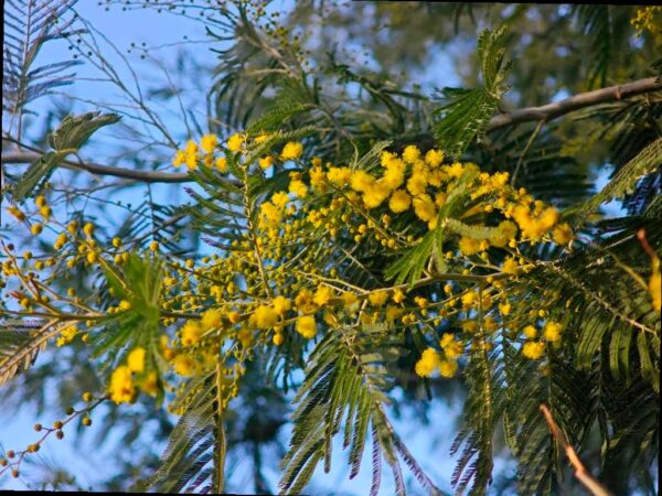 В парке «Дендрарий» в Сочи в эти дни можно насладиться удивительным цветением мимозы, которую еще называют акацией серебристой. На территории парка растет более 50 деревьев этого вида, включая целую аллею в Австралийском отделе.