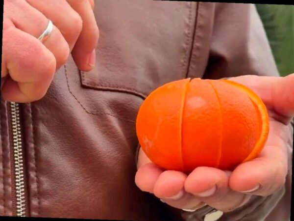 В Абхазии появился новый сорт цитрусовых – миннеолу