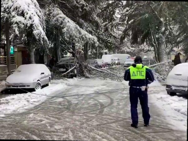 В Лазаревском районе Сочи упало дерево из-за сильного снегопада