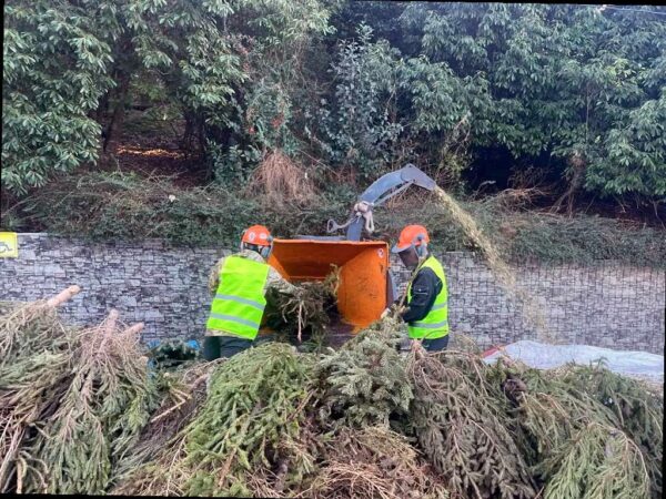 В Сочи можно сдать новогодние елки для переработки
