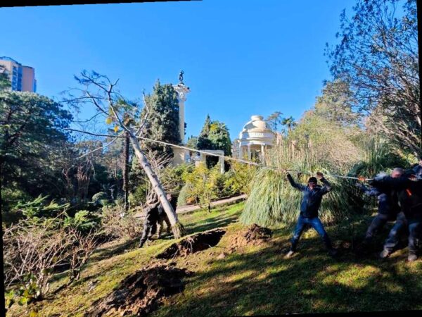 Сочинский Дендрарий спасает уникальную гималайскую сосну