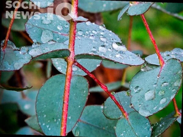 Во вторник в Сочи прогнозируют сильный дождь