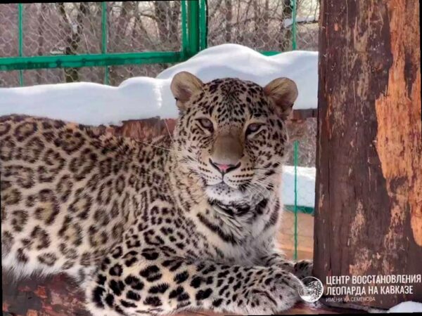 Сочинский центр восстановления леопарда станет отдельным федеральным у