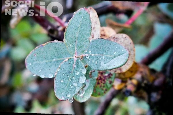 В Сочи ожидается прохладная и дождливая неделя