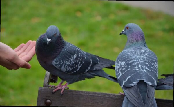 В России могут штрафовать за кормление голубей: в чем причина и когда