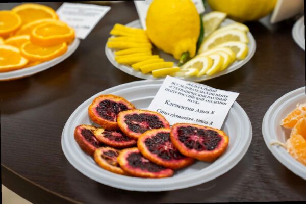 В Сочи учёные представили новые сорта и гибриды цитрусовых культур