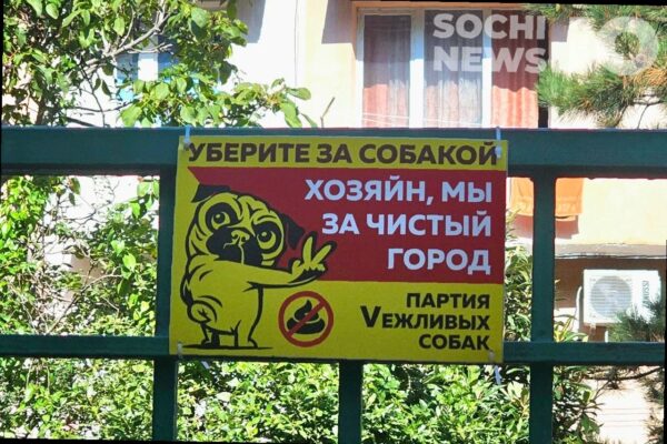 В России вводят новые стандарты для выгула собак