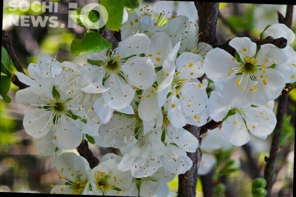 Солнце или дожди: какая погода будет в Сочи на этой неделе