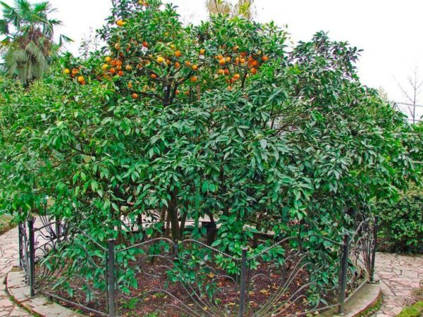 В Сочи планируют отремонтировать павильон ботанического сада «Дерево Д