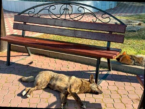 В Сочи с 16 по 22 марта пройдет массовый отлов бездомных собак